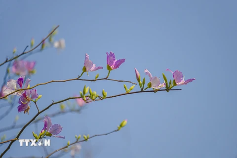 [Photo] Lung linh sắc hoa ban đầu mùa nơi thung lũng Mường Thanh