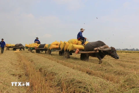 [Photo] Đồng Tháp: Mùa trâu kéo lúa trên những cánh đồng đẹp như tranh