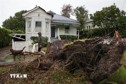 Cây cối bị quật đổ do bão Gabrielle tại Auckland, New Zealand, ngày 13/2/2023. (Ảnh: THX/TTXVN)