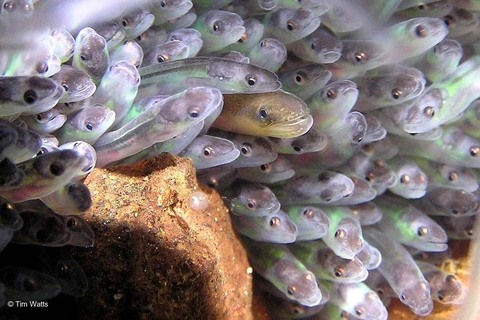 Loài động vật có nguy cơ tuyệt chủng này được gọi là “lươn thủy tinh” do vẻ ngoài trong suốt của chúng. (Nguồn: WWF)