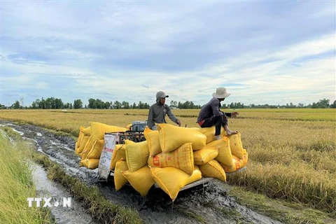 Thương lái vào tận ruộng thu mua lúa của nông dân với mức giá từ 7.500 đến 8.000 đồng/kg. (Ảnh: Chanh Đa/TTXVN)