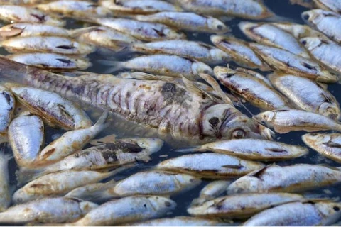 Hàng triệu con cá chết đã làm tắc nghẽn sông Darling ở Menindee trong nhiều ngày. (Nguồn: ABC News)