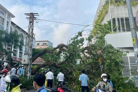 Cây trong trường Trung học cơ sở Trần Văn Ơn bị đổ ra đường Nguyễn Văn Thủ. (Ảnh: Hồng Giang/TTXVN)