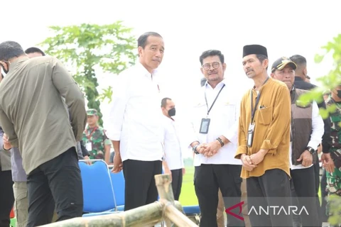 Tổng thống Joko Widodo trong một hoạt động trồng lúa với Bộ trưởng Nông nghiệp Syahrul Yasin Limpo ở Tuban, Đông Java, ngày 6/4. (Nguồn: Antara)