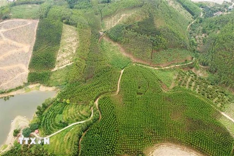 Tuyên Quang - 1 trong 9 tỉnh thuộc Vùng trung du và miền núi Bắc Bộ - đẩy mạnh phát triển nông, lâm nghiệp. (Ảnh: Vũ Sinh/TTXVN)