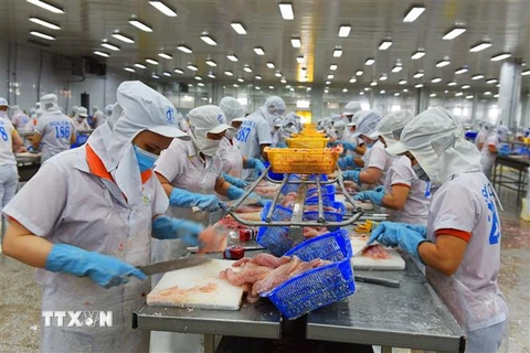 Chế biến cá tra xuất khẩu tại Công ty TNHH Hùng Cá tại huyện Thanh Bình, Đồng Tháp. (Ảnh: Văn Trí/TTXVN)