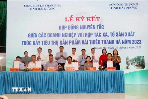 Ký kết hợp tác sản xuất, tiêu thụ giữa doanh nghiệp với các hợp tác xã, tổ sản xuất vải của huyện Thanh Hà. (Ảnh: Mạnh Tú/TTXVN)