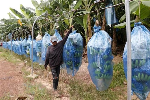 Công nhân Công ty Khanxay, Tập đoàn Hoàng Anh Gia Lai tại tỉnh Attapeu đưa chuối về Nhà máy chế biến sau khi thu hoạch. (Ảnh: Phạm Kiên/TTXVN)