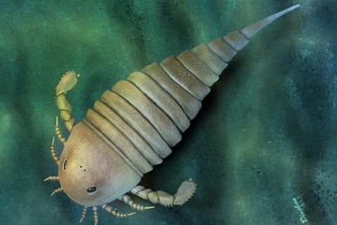 Hình ảnh tái tạo một con bọ cạp biển eurypterid. (Nguồn: SCI News)