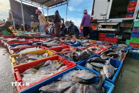 Ngư dân phân loại cá tại cảng cá Đông Hải (thành phố Phan Rang-Tháp Chàm) trước khi đưa đi tiêu thụ. (Ảnh: Nguyễn Thành/TTXVN)