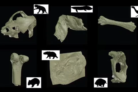 Sáu mô hình kỹ thuật số của các mẫu hóa thạch được quét từ bảo tàng. (Nguồn: Theconversation)