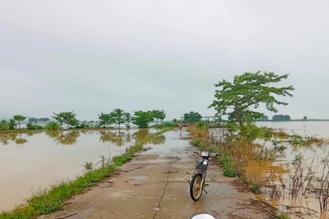 Nhiều diện tích lúa bị ngập do mưa lớn. (Nguồn: Báo Bình Thuận)