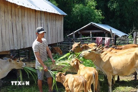 Gia đình anh HVing H Điếp tại buôn Học, xã Krông Pa (Sơn Hòa, Phú Yên) thoát nghèo nhờ chăn nuôi bò sinh sản. (Ảnh: Xuân Triệu/TTXVN)