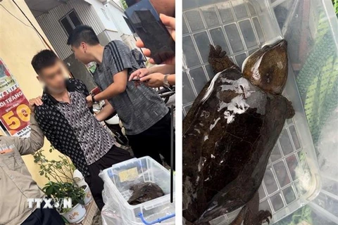 Đối tượng Nguyễn Thanh Thủy bị bắt quả tang khi đang giao dịch cá thể rùa đầu to trái phép. (Ảnh: TTXVN phát)