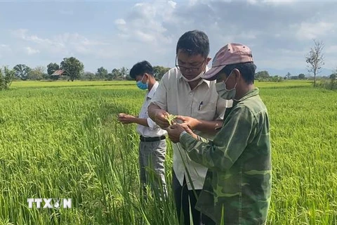 Cán bộ nông nghiệp hướng dẫn kỹ thuật giúp bà con dân tộc thiểu số tại huyện Krông Pa, Gia Lai tăng năng suất. (Ảnh: Hồng Điệp/TTXVN)