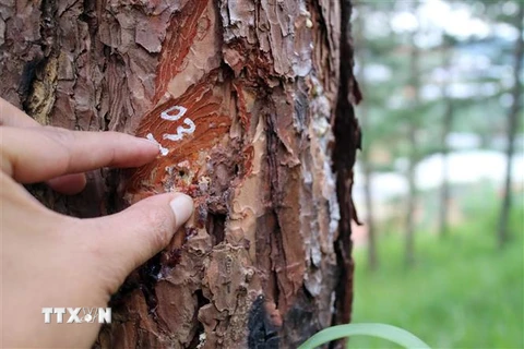 Các đối tượng “lâm tặc” khoan gốc, bơm hóa chất vào thân để cây thông chết từ từ. (Ảnh: Đặng Tuấn/TTXVN)