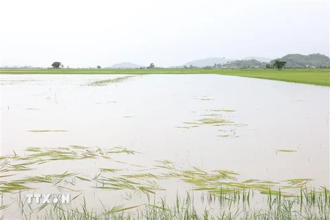 Cánh đồng lúa của người dân xã Buôn Tría, huyện Lắk bị ngập lụt nặng. (Ảnh: Tuấn Anh/TTXVN)