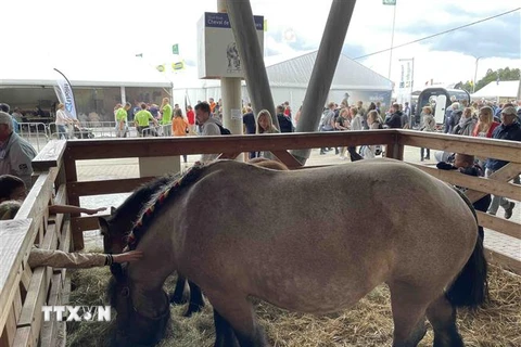 Một giống ngựa kéo được giới thiệu tại Hội chợ Nông nghiệp Libramont, Bỉ. (Ảnh: Hương Giang/TTXVN)