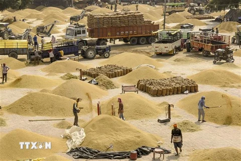 Ấn Độ không có kế hoạch hạn chế xuất khẩu loại gạo tẻ đồ