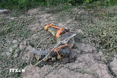 Bạc Liêu: Phát hiện một cá thể cá sấu trên kênh Quảng Lộ-Phụng Hiệp