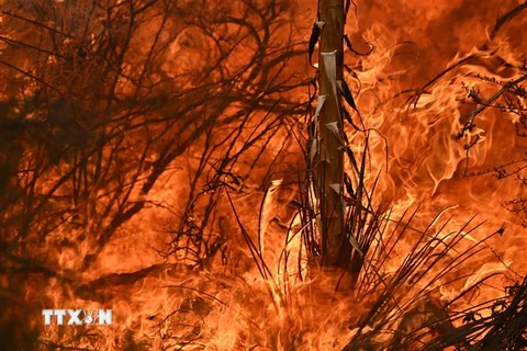 Những vụ cháy rừng gây nhiều chết chóc nhất lịch sử nước Mỹ
