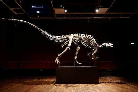 Hóa thạch xương khủng long Kỷ Jura có thể được bán gần 1,3 triệu USD
