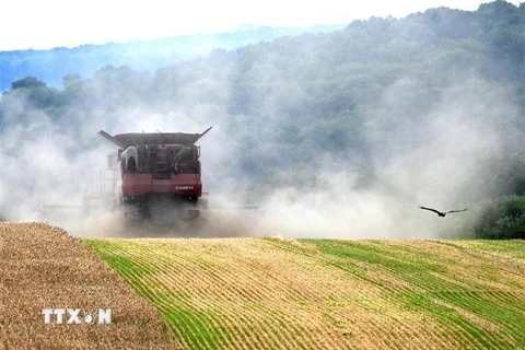 Ukraine đệ đơn lên WTO kiện 3 nước Đông Âu cấm nhập khẩu ngũ cốc