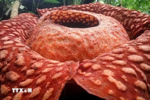 Loài hoa Rafflesia lớn nhất thế giới đứng trước nguy cơ tuyệt chủng