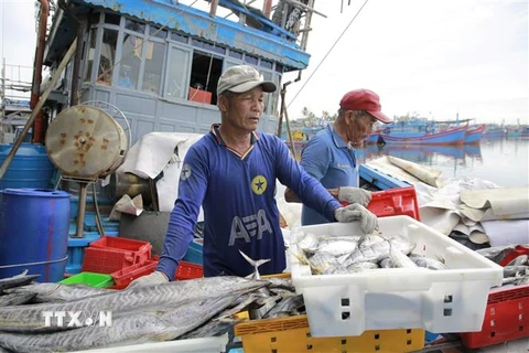 Quảng Ngãi: Nhiều tàu nằm bờ do giá dầu tăng cao, thiếu lao động biển