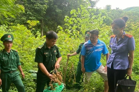 Lai Châu: Bắt 3 đối tượng vận chuyển sâm từ Trung Quốc vào Việt Nam