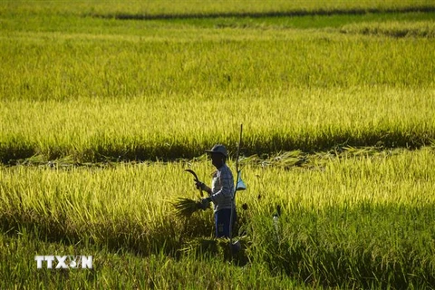 Chính phủ Indonesia tăng nguồn cung gạo nội địa để bình ổn giá 