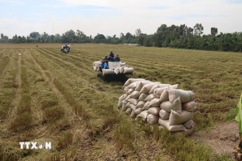 Người nông dân đưa thương hiệu gạo đặc sản Tiền Giang ra thế giới