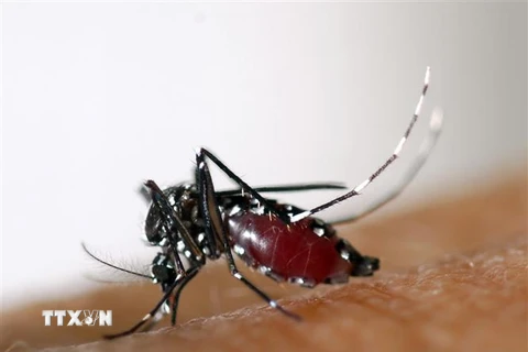 Lào ghi nhận hơn 30.000 ca sốt xuất huyết, 17 người tử vong