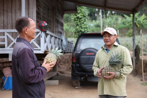 Anh Vàng A Chá (phải) chia sẻ kinh nghiệm trồng dứa với người dân trong thôn. (Ảnh: Tuấn Anh/TTXVN)