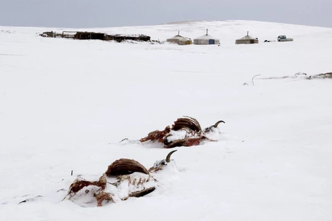 Tuyết phủ trắng xóa tại Sergelen Soum, Mông Cổ. (Ảnh: AFP/TTXVN)