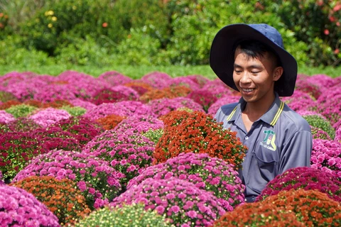 Nông dân Làng hoa Sa Đéc, Đồng Tháp, trồng nhiều loại cúc mâm xôi với đủ màu sắc. (Ảnh: Nhựt An/TTXVN)