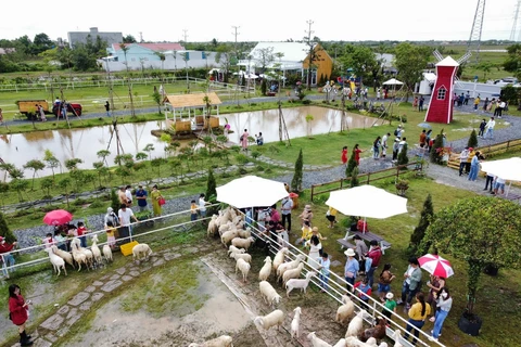 Trang trại cừu ở thành phố Bạc Liêu là điểm tham quan thu hút đông đảo khách trải nghiệm, nhất là giới trẻ thích check-in lưu giữ những kỷ niệm đẹp. (Ảnh: TTXVN phát)