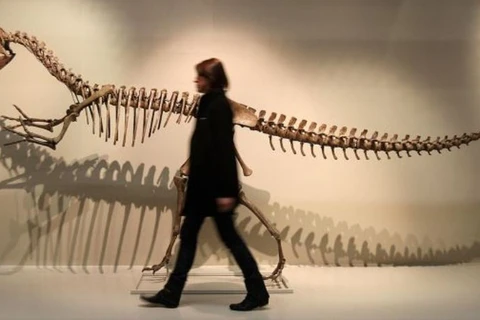 Các nhà cổ sinh vật học tin rằng Megalosaurus đi bằng hai chân. (Ảnh: PA/AP)