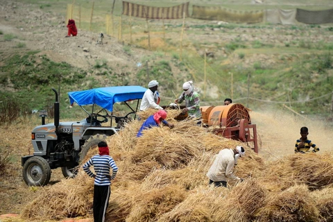 Nông dân Ấn Độ thu hoạch lúa mì trên cánh đồng ở Allahabad. (Ảnh: AFP/TTXVN)
