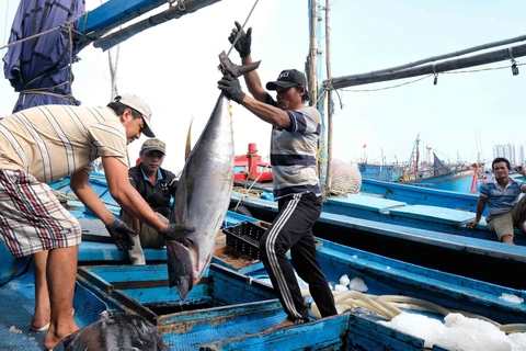 Ngư dân Khánh Hòa đánh bắt cá ngừ đại dương. (Ảnh: Nguyễn Dũng/TTXVN)