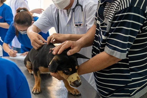 Lực lượng thú y tiêm phòng dại cho chó. (Ảnh: Thanh Bình/TTXVN)