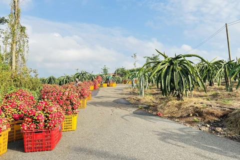 Các chuyên gia Việt Nam sẽ sang Argentina triển khai dự án hợp tác với tỉnh miền Bắc Misiones trong việc gieo trồng các giống cây thanh long, cam quýt và ổi. (Ảnh minh họa: Hoàng Nhị/TTXVN)