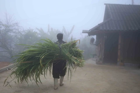 Nhiều khu vực ở Bắc Bộ có sương mù vào sáng sớm. (Ảnh: Quý Trung/TTXVN)