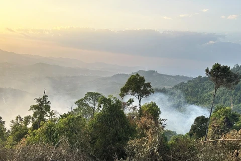 Vụ cháy rừng nghèo kiệt xảy ra đêm 22/3, gây thiệt hại trên diện tích 2ha tại địa bàn xã Đại Lào. (Ảnh: Báo Lâm Đồng)