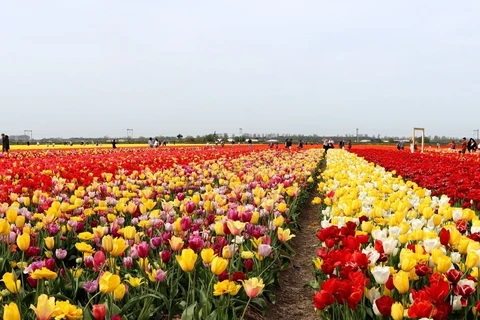 Mê mẩn với những cánh đồng hoa Tulip rực rỡ sắc màu ở Hà Lan