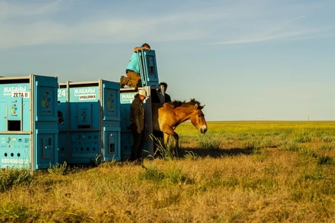 Ngựa Przewalski được thả tại thảo nguyên ở thị trấn Arqalyk, Kazakhstan, ngày 4/6/2024. (Ảnh: AFP/TTXVN)