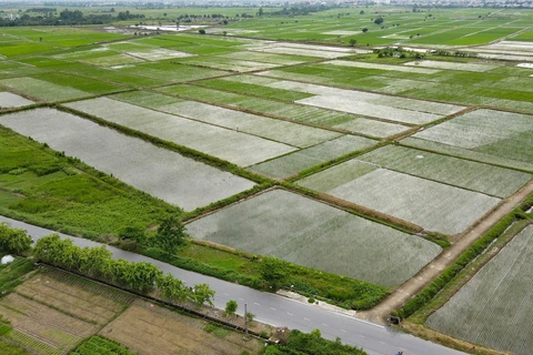 Diện tích lúa mùa tại xã Trung An (huyện Vũ Thư) bị ngập sâu. (Ảnh: Vũ Quang/TTXVN)
