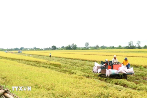 Máy gặt đập liên hợp thu hoạch lúa vụ Hè Thu đầu tiên tham gia canh tác lúa chất lượng cao, phát thải thấp tại Cần Thơ. (Ảnh: Thu Hiền/TTXVN)