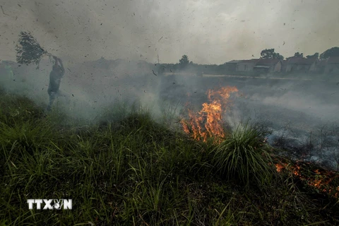 Hiện trường vụ cháy rừng tại Kampar, Riau, Indonesia, ngày 11/10/2019. (Ảnh: THX/ TTXVN)