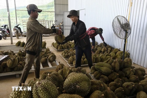 Thu mua sầu riêng tại huyện Khánh Sơn. (Ảnh Đặng Tuấn/TTXVN)